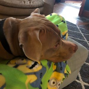 Meet your Posher, Sandy